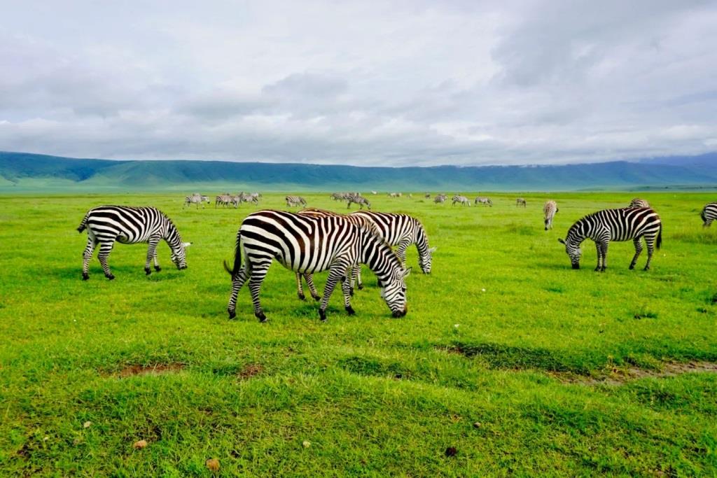 Ngorongoro Crater