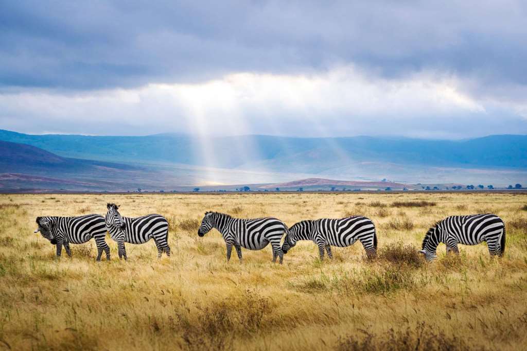 Ngorongoro Crater Safari Gallery