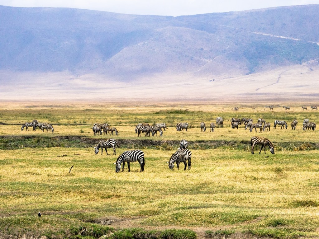 Tarangire &amp; Manyara Safari